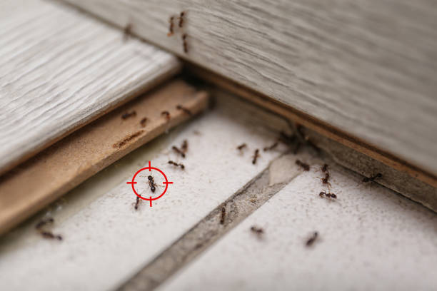 Best Pest Inspection Near Me  in Theresa, WI
